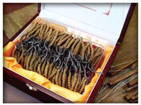 耿马冬虫夏草回收